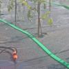 Zielony wąż - pasek z otworami, przez które sączy się woda. Perforowana rura została zaprojektowana do delikatnego podlewania roślin w ogrodzie przy pomocy specjalnej metody. Wewnątrz znajdują się trzy mniejsze rurki, przez które przepływa woda.