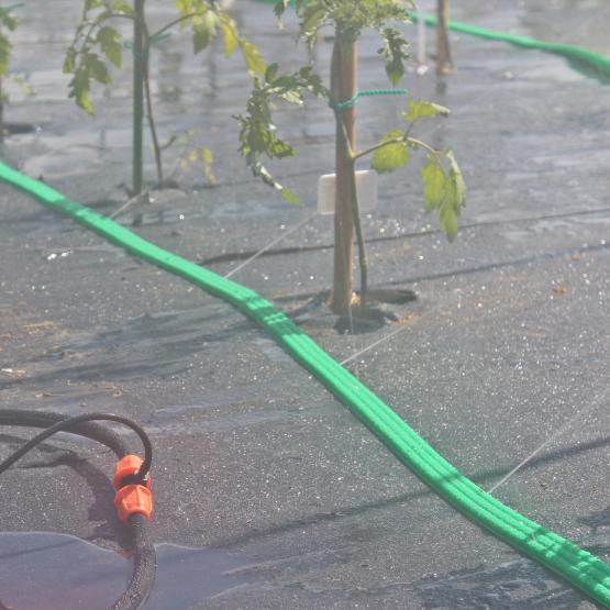 Zielony wąż - pasek z otworami, przez które sączy się woda. Perforowana rura została zaprojektowana do delikatnego podlewania roślin w ogrodzie przy pomocy specjalnej metody.