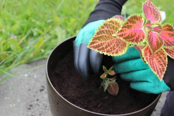 Rękawice z plastikowymi pazurami renomowanej marki Garden Line 