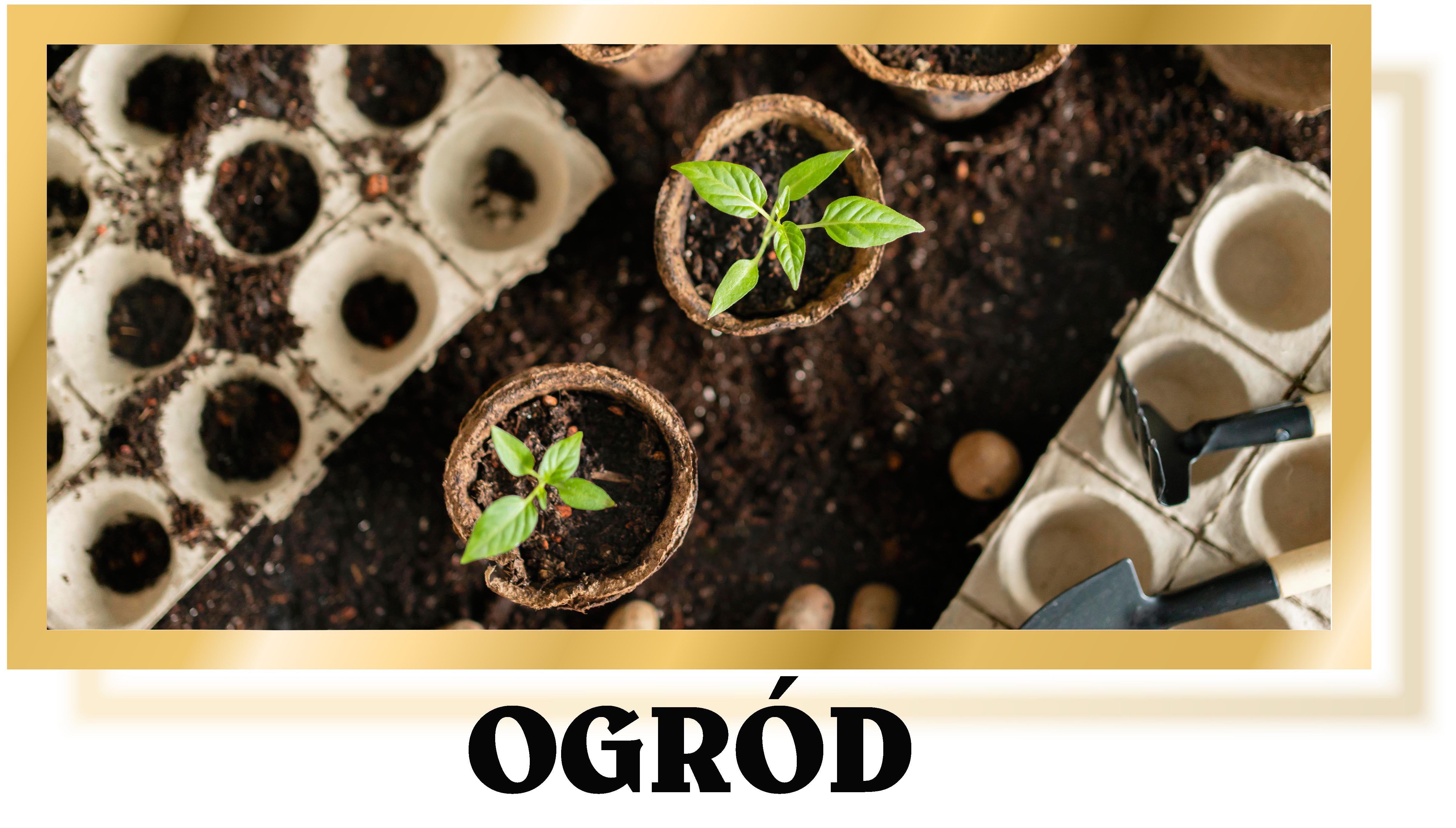 ogród